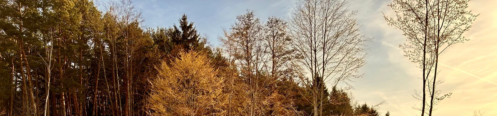 Die Waldkante am Rand des Platzes im Abendlicht: links dichte Nadelbäume, rechts kahle Birken