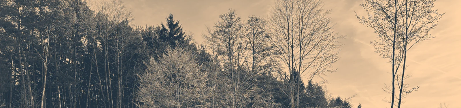 Baumkronen der Waldkante, grafische Duotone-Fassung
